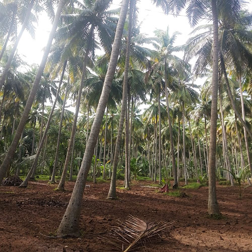 Tender Coconut Farm 1