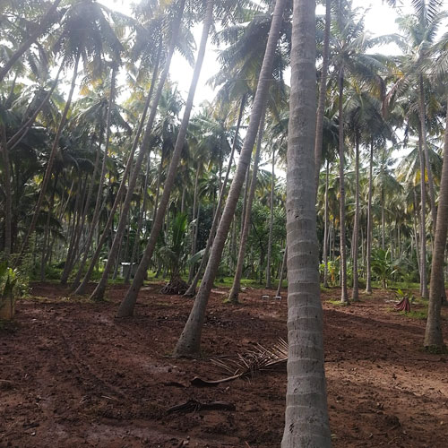 Tender Coconut Farm 1