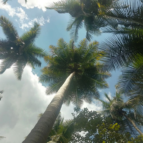 Tender Coconut Farm 1